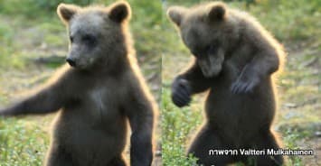 สายย่อต้องสยบ! ครูชาวฟินแลนด์แชะภาพลูกหมีโชว์สเต็ปแดนซ์สะท้านป่า