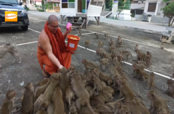 พระวัดใน จ.ลพบุรี เลี้ยงอาหารลิงแบบมังสวิรัติ เชื่อลดความดุร้าย-เกเร