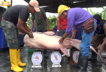 ชาวประมงชัยนาท นำปลาบึกยักษ์หนักกว่า 150 กก.มาขายในตลาดทำชาวบ้านแตกตื่น