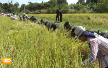 ทหาร-ตำรวจช่วยชาวนา จ.กำแพงเพชร ลงแขกเกี่ยวข้าว ลดต้นทุนในช่วงราคาตกต่ำ