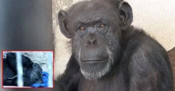 ศาลอาร์เจนตินาสั่งปลดปล่อย 'ลิงชิมแปนซี' กลับสู่ฝูง หลังถูกจองจำในกรงคอนกรีตเพียงลำพังจนสุขภาพย่ำแย่