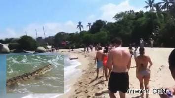 (คลิป) นทท.ผวา จระเข้บุกชายหาดโคลอมเบีย จนท.เตือนห้ามสัมผัส-ให้อาหาร