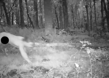  อึ้ง เปิดภาพจากกล้องแอบถ่ายสัตว์ป่าที่เช็ก พบภาพหนุ่มเมายาประสาทหลอนวิ่งแก้ผ้า