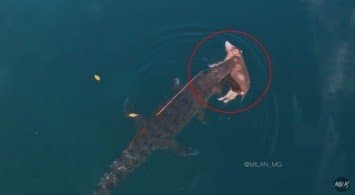 โดรนจับภาพ จระเข้ไซส์ยักษ์ว่ายน้ำกลางมหาสมุทร ขณะคาบซากหมูทั้งตัวเอาไว้ในปาก