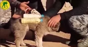 พบกลุ่มไอเอสใช้ลูกสุนัขเป็นมือระเบิดฆ่าตัวตาย เผยมัดระเบิดติดกับตัวก่อนส่งไปแนวหน้า