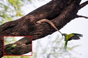 เผยภาพลุ้นระทึก แม่นกแก้วไล่ผู้บุกรุกรังปกป้องไข่ ไม่หวั่นศัตรูตัวใหญ่กว่า 3 เท่า