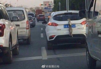 วิจารณ์ยับ! นักขับชาวจีนจับกระต่ายแขวนคอติดหลังรถ ตร.เร่งตามตัวฐานทารุณสัตว์