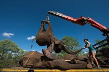 เผยภาพสุดตื่นตา จนท.ใช้เครนยกฝูงช้างแอฟริกาขึ้นรถบรรทุก อพยพหนีนักล่าหลังถูกคุกคามหนัก