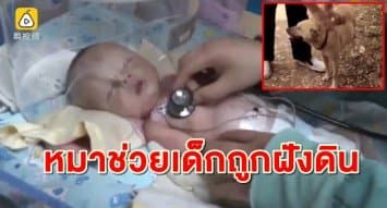 สุดยอดเจ้าตูบ! สุนัขฮีโร่ช่วยทารกน้อยชาวจีนถูกฝังดินรอดตายปาฏิหาริย์