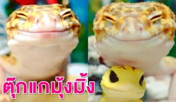 เห็นแล้วยิ้มตาม! ชาวเน็ตแห่กดเลิฟ 'ตุ๊กแก' สุดมุ้งมิ้งโชว์ยิ้มหวานหลังได้ของเล่นถูกใจ