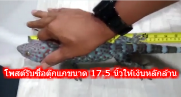 โซเชี่ยลฯ แชร์โพสต์รับซื้อตุ๊กแกขนาด 17.5 นิ้วให้เงินหลักล้าน เผยนำส่วนหางไปสกัดยาโด๊ป-รักษามะเร็ง