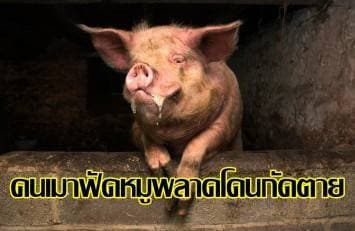 ชายเม็กซิโกวัย60เมาฟัดหมู พลาดถูกกัดอัณฑะ-นิ้วขาดดับ เหตุแผลติดเชื้อรุนแรง