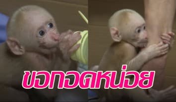 ลิงน้อยตาแป๋วโชว์ความขี้อ้อน กอดแขนจนท.แน่น หลังถูกช่วยจากข้างทาง