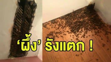 (คลิป) หญิงมะกันผงะ! รื้อผนังบ้านพบ 'ผึ้ง' กว่า 3 หมื่นตัว