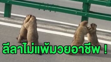 (คลิป) 'กระรอกบิ๊กไซส์' เปิดศึกสู้ยิบตา! ดวลมวยกลางถนนเมืองจีน ชาวเน็ตแซวลีลาเหมือนมืออาชีพ