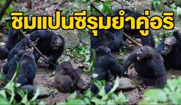 เผยภาพชวนตกใจ แก๊งลิงชิมแปนซีเลือดร้อนยกพวกรุมยำคู่อริกลางป่าแทนซาเนีย