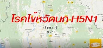 เมียนมาเจอสองเด้ง! หวัดหมูH1N1 ยังไม่คลาย หวัดนก H5N1 โผล่อีก