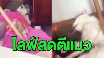 (คลิป) ชาวเน็ตรุมจวกยับ! หนุ่มมะกันไลฟ์สดทารุณแมวแบบไร้ปราณี ก่อนโยนทิ้งถังขยะ