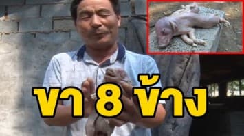 มันแปลกดีนะ! ชาวจีนพบลูกหมูประหลาดตัวติดกัน มี 8 ขา ก่อนสิ้นใจตายหลังเกิดไม่นาน