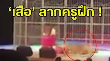 (คลิป) ชุลมุน! ครูฝึกแห่ช่วยเพื่อนถูก 'เสือ' โจมตีกลางเวที ทำเอาผู้ชมแทบหยุดหายใจ