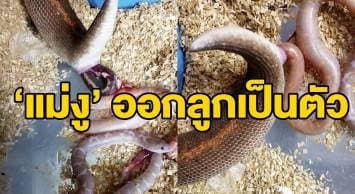 เคยเห็นไหม? เปิดคลิปหาดูยาก นาที ‘แม่งู’ ออกลูกเป็นตัว