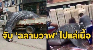 ช็อก! ‘ฉลามวาฬ’ ถูกขนขึ้นรถบรรทุกมาแล่เนื้อสุดโจ่งแจ้ง ทางการจีนจ่อเอาผิดเหตุเป็นสัตว์ใกล้สูญพันธุ์