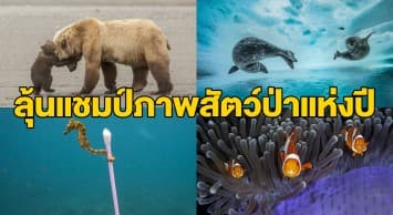 เผยภาพธรรมชาติน่าทึ่ง ผลงานชิงรางวัลช่างภาพสัตว์ป่าแห่งปี 2017