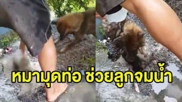 (คลิป) นาทีบีบหัวใจ! สุนัขตะกุยหินหาทางมุดลงไปคาบร่างลูกที่ติดในท่อน้ำ