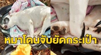 เร่งหาเจ้าของ หลังพบซากสุนัขถูกมัดขา-จับยัดกระเป๋าเป้ทิ้งป่าที่อังกฤษ   