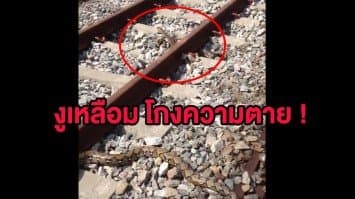 (คลิป) โกงความตาย! งูเหลือมโดนรถไฟทับขาดครึ่ง แต่ยังเลื้อยต่อไปได้