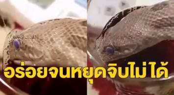 สุดเชื่อง! หนุ่มซาอุฯ อัดคลิปชวนทึ่ง ฝึกงูจิบน้ำชาจากในแก้ว 