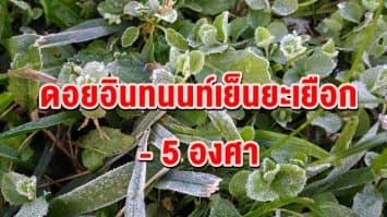  ดอยอินทนนท์เย็นยะเยือก - 5 องศา พาเหรดเหมยขาบขาวโพลนเต็มพื้นที่