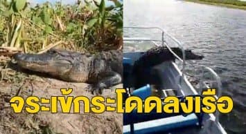 หัวใจจะวาย! นทท.สหรัฐฯ จอดเรือส่องจระเข้นอนอาบแดด ช็อกเจอกระโจนเข้าใส่