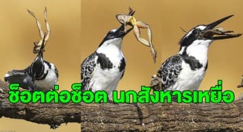 ชีวิตสัตว์โลก! ช่างภาพรัวชัตเตอร์นาที ‘นกกระเต็น’ โชว์จับ ‘กบ’ ก่อนกลืนลงท้องทั้งตัว