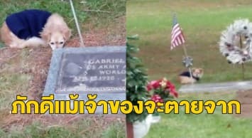 เผยคลิปสุดซึ้ง เจ้าตูบนอนเฝ้าหลุมศพเจ้าของไม่ยอมกลับบ้าน หลังเจ้านายคนใหม่พามาเยี่ยม