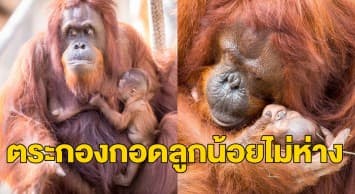 เผยภาพน่ารัก แม่ลิงอุรังอุตังแสดงความรักกับลูกน้อยเพิ่งคลอด โอบกอด-จุมพิตสุดอ่อนโยน