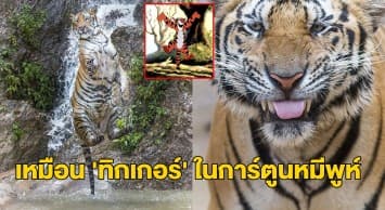 ช่างภาพสหรัฐฯ แชร์โมเมนท์หาดูยาก ‘เสือโคร่ง’ เริงร่าเล่นน้ำ เผยถ่ายตอนมาเที่ยวเมืองไทย 