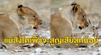 เผยภาพชวนประหลาดใจ แม่สิงโตหยอกล้อละมั่งน้อย แถมปกป้องจากนักล่าตัวอื่น