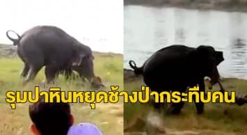 คลิปสุดช็อก! ชาวบ้านอินเดียนับร้อยไล่ต้อน ‘ช้างป่า’ ก่อนหนุ่มใหญ่พลาดท่าสะดุดล้มถูกเหยียบดับอนาถ