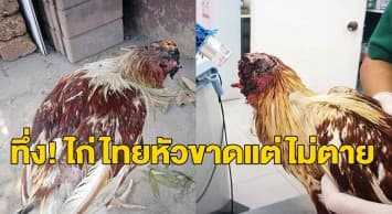 สื่อนอกตีข่าว ‘ไก่ชนไทย’ หัวใจแกร่ง ‘ไร้หัว’ แต่ไม่ตาย