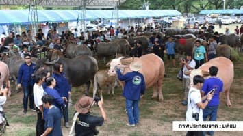 ก.เกษตรออกประกาศ “จัดสวัสดิภาพสัตว์” บังคับให้อาหารทั่วถึง ห้ามทำสัตว์เครียด-กลัวไร้เหตุผล