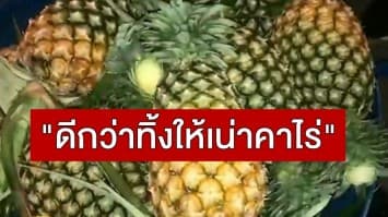 ราคาสับปะรดตกต่ำ! เกษตรกรแห่ขายในตัวเมืองพิษณุโลก ลั่น "ดีกว่าทิ้งให้เน่าคาไร่" 