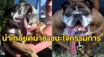 เผยโฉมบูลด็อก 'หน้าย่น-ลิ้นยาว' คว้าตำแหน่งมะหมาอัปลักษณ์ที่สุดในโลก