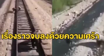 เผยคลิปบีบหัวใจ ‘แม่หมี’ พยายามปกป้องลูกๆ ให้รอดพ้นจากการถูกรถไฟทับ