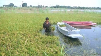 ชาวนาพิจิตรเร่งสูบน้ำออกหลังฝนตกหนัก ท่วมขังในนาข้าวที่พร้อมเก็บเกี่ยว