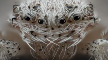 เห็นกันชัดๆ ภาพถ่ายแมลงแบบโคสอัพ ที่จะตามหลอกหลอนคุณในฝันไปตลอดกาล!