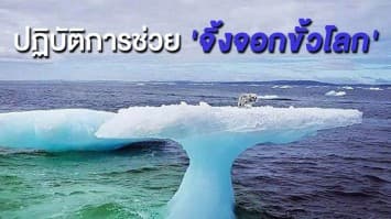 เปิดเรื่องราวสุดประทับใจ เมื่อคนจับปูเจอ 'จิ้งจอกขั้วโลก' สภาพสุดย่ำแย่ บนแผ่นน้ำแข็งกลางทะเล