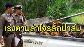 คืบหน้าสาวใจเด็ดไล่ล่าโจรลักปาล์ม ตร.เร่งตามล่าตัวแต่ยังไม่พบ