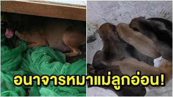 ‘ว็อชด็อก’ แฉพฤติกรรมชายอนาจารหมาแม่ลูกอ่อนก่อนหอบหนี ตร.เร่งตามตัว