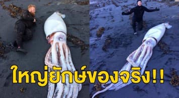 ฮือฮา! พบซากปลาหมึกยักษ์ยาว 14 ฟุต เกยตื้นบนชายหาดนิวซีแลนด์